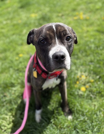 Shelter Stray Female Dog last seen , OH , Cleveland, OH 44102