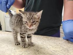 Shelter Stray Male Cat last seen Hill Ave, 43607, OH, Maumee, OH 43537