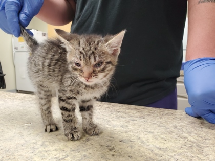 Shelter Stray Male Cat last seen Hill Ave, 43607, OH, Maumee, OH 43537