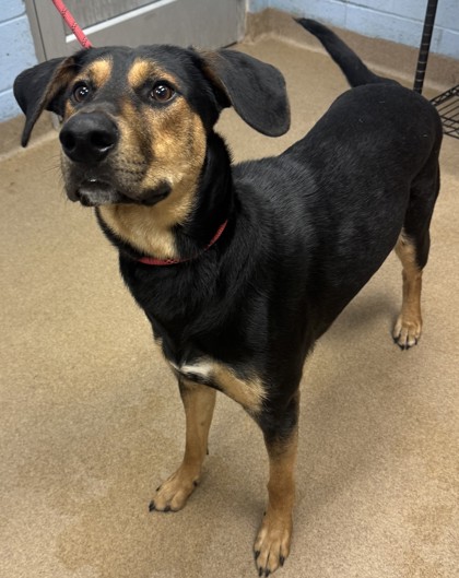 Shelter Stray Male Dog last seen Near Henderson Park Rd Tucker, 30084, 30084, , Atlanta, GA 30341