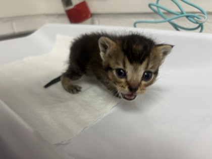 Shelter Stray Male Cat last seen Stockton, CA , Oakland, CA 94601