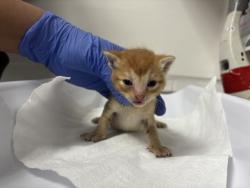 Shelter Stray Male Cat last seen Stockton, CA , Oakland, CA 94601