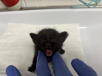 Shelter Stray Male Cat last seen Stockton, CA , Oakland, CA 94601