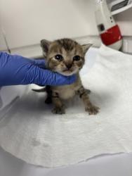 Shelter Stray Female Cat last seen Stockton, CA , Oakland, CA 94601