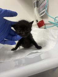 Shelter Stray Female Cat last seen Stockton, CA , Oakland, CA 94601