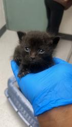 Shelter Stray Male Cat last seen Stockton, CA , Oakland, CA 94601
