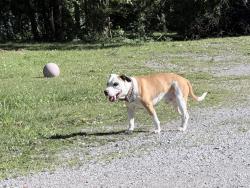 Found/Stray Male Dog last seen Pinewood Drive & Briarcliff Drive, Lebanon, TN 37087