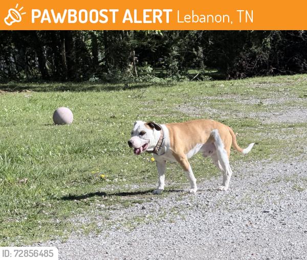 Found/Stray Male Dog last seen Pinewood Drive & Briarcliff Drive, Lebanon, TN 37087