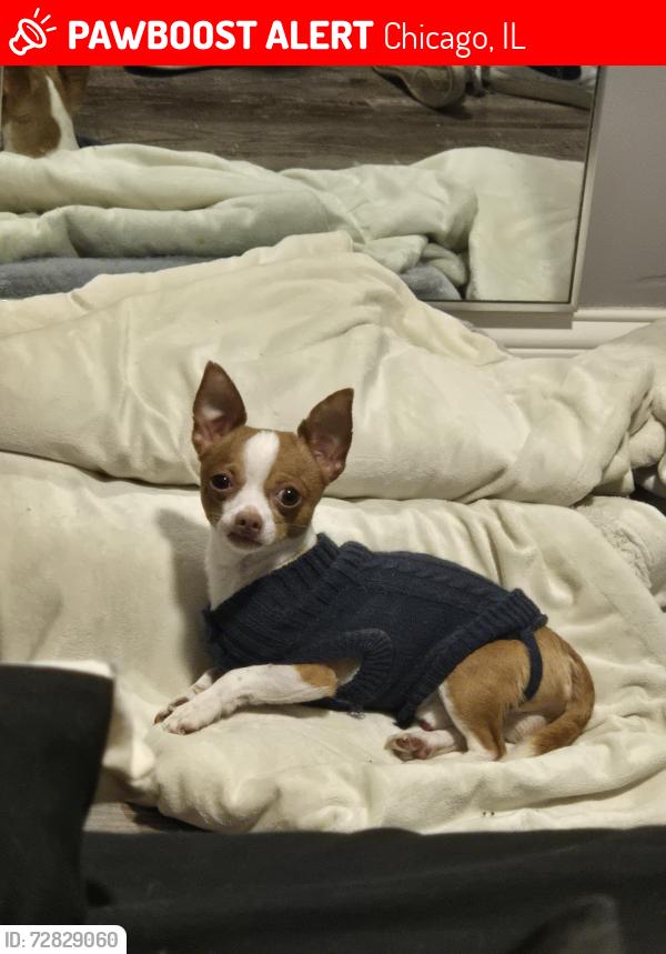 Lost Male Dog last seen McKinley Park, S Archer Ave area, Chicago, IL 60608
