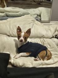 Lost Male Dog last seen McKinley Park, S Archer Ave area, Chicago, IL 60608