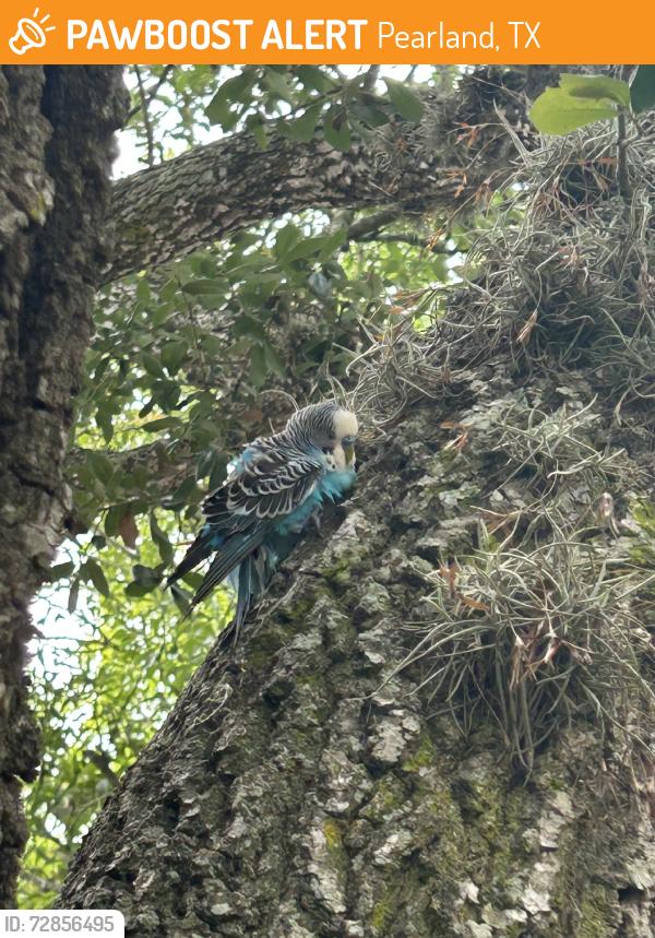 Found/Stray Unknown Bird last seen Southwyck Lake Park, Pearland, TX 77584