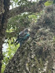 Found/Stray Unknown Bird last seen Southwyck Lake Park, Pearland, TX 77584