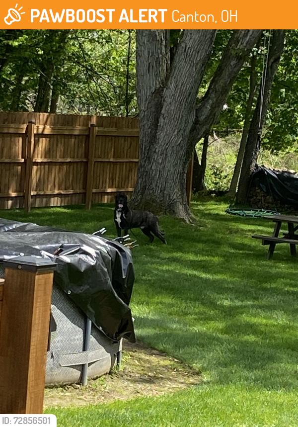 Found/Stray Unknown Dog last seen Sewer plant central Ave se, Canton, OH 44707
