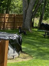 Found/Stray Unknown Dog last seen Sewer plant central Ave se, Canton, OH 44707