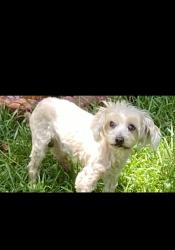 Lost Male Dog last seen Patriot Boulevard , Summerville, SC 29485