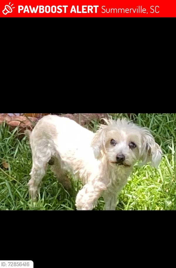 Lost Male Dog last seen Patriot Boulevard , Summerville, SC 29485