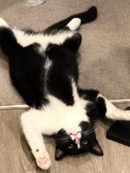 Lost Male Cat last seen 47seventy Settler’s Point apmts , Salt Lake City, UT 84123