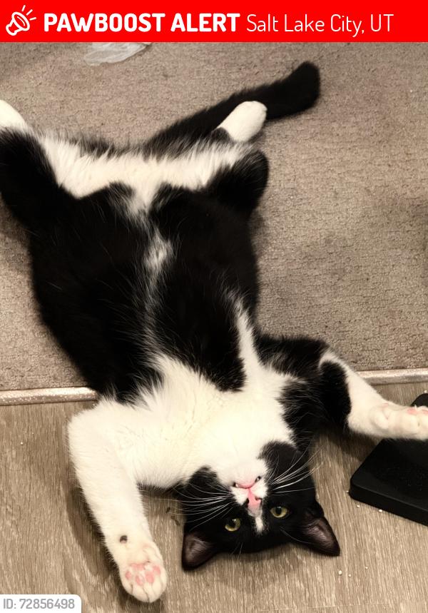 Lost Male Cat last seen 47seventy Settler’s Point apmts , Salt Lake City, UT 84123