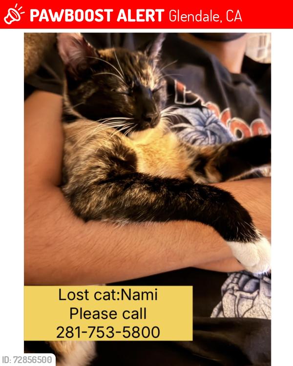 Lost Female Cat last seen Dryden and Columbus Glendale ca , Glendale, CA 91202