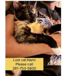 Lost Female Cat last seen Dryden and Columbus Glendale ca , Glendale, CA 91202