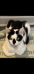 Lost Female Cat last seen Centre Pointe apmt Complex , North Charleston, SC 29418
