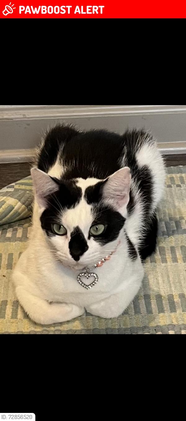 Lost Female Cat last seen Centre Pointe apmt Complex , North Charleston, SC 29418