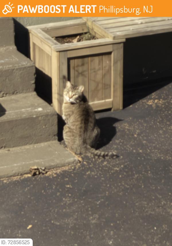 Found/Stray Unknown Cat last seen Uniontown road and liberty, Phillipsburg, NJ 08865