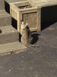 Found/Stray Unknown Cat last seen Uniontown road and liberty, Phillipsburg, NJ 08865