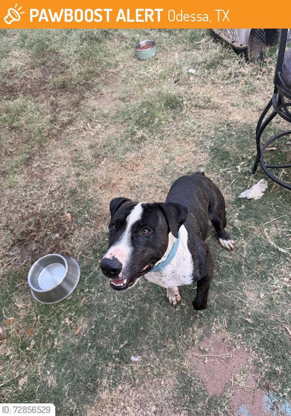 Found/Stray Male Dog last seen Chapel Hill Baptist Church, Odessa, TX 79762