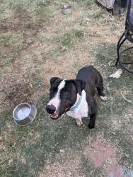 Found/Stray Male Dog last seen Chapel Hill Baptist Church, Odessa, TX 79762