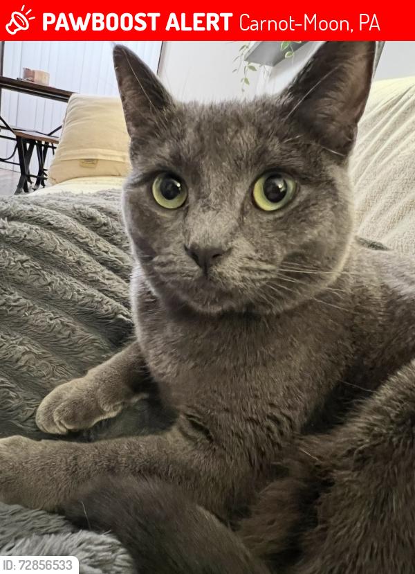 Lost Female Cat last seen Unimart, Carnot-Moon, PA 15108