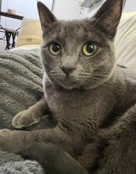 Lost Female Cat last seen Unimart, Carnot-Moon, PA 15108