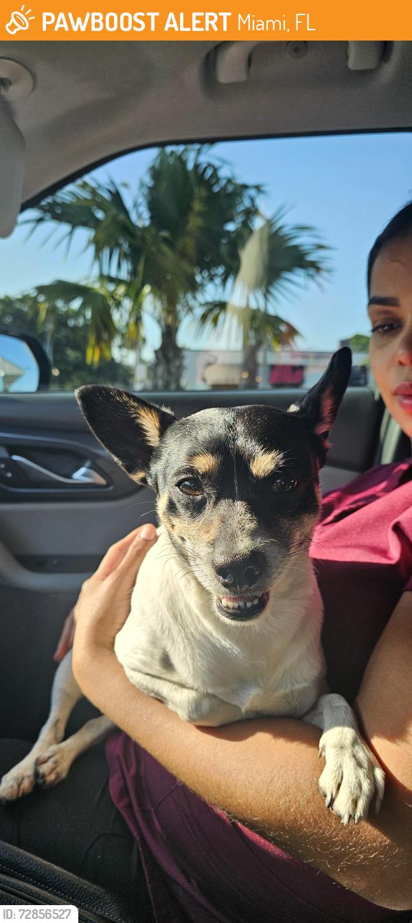 Found/Stray Male Dog last seen 52nd ave NW 7th street Miami, FL 33126, Miami, FL 33126