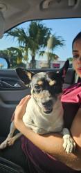 Found/Stray Male Dog last seen 52nd ave NW 7th street Miami, FL 33126, Miami, FL 33126