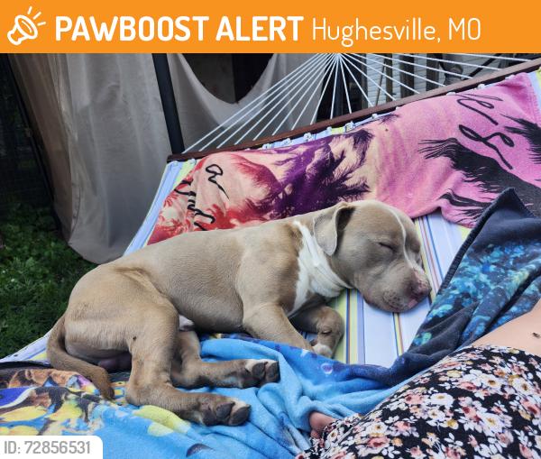Found/Stray Male Dog last seen Hughesville sign, Hughesville, MO 65334