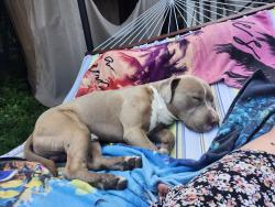 Found/Stray Male Dog last seen Hughesville sign, Hughesville, MO 65334