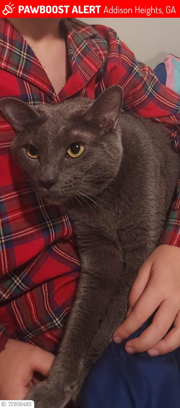 Lost Male Cat last seen Autumn Leaves Way and Autumn Leaves lane, Addison Heights, GA 30066