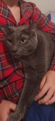 Lost Male Cat last seen Autumn Leaves Way and Autumn Leaves lane, Addison Heights, GA 30066