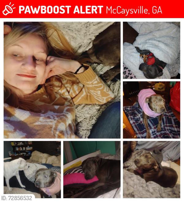 Lost Female Dog last seen Bethel church road CopperHill TN 37317, McCaysville, GA 37317