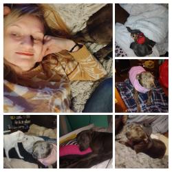 Lost Female Dog last seen Bethel church road CopperHill TN 37317 , McCaysville, GA 37317