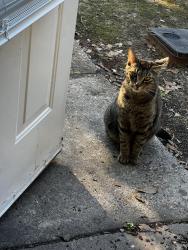 Lost Male Cat last seen apmt complex called “mid town oaks” , Mobile, AL 36606