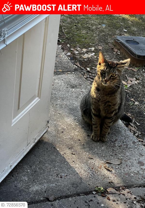 Lost Male Cat last seen apmt complex called “mid town oaks” , Mobile, AL 36606