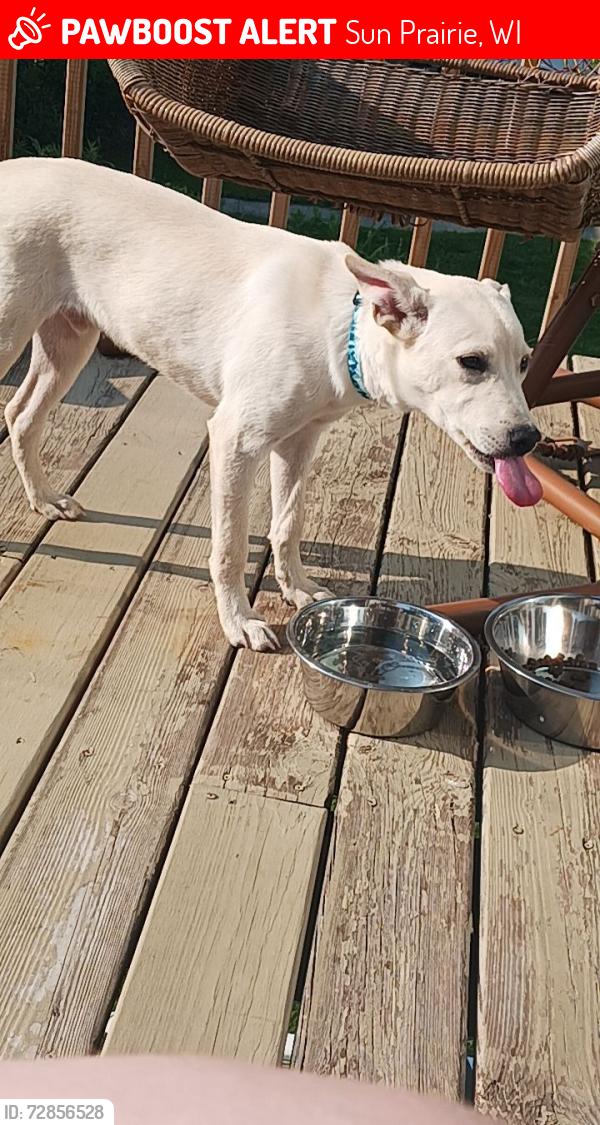 Lost Male Dog last seen Sun Prairie WI, USA dog park, Sun Prairie, WI 53590