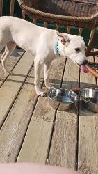 Lost Male Dog last seen Sun Prairie WI, USA dog park, Sun Prairie, WI 53590