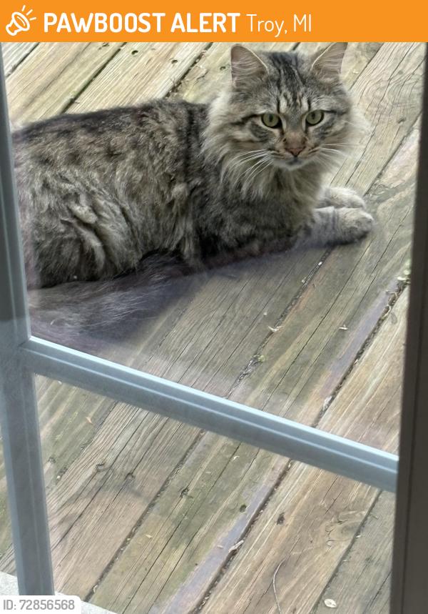 Found/Stray Female Cat last seen Wattles ama Long Lake Rd off Livernou, Troy, MI 48085