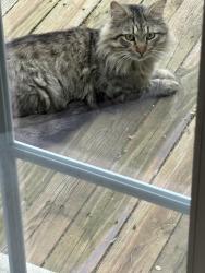 Found/Stray Female Cat last seen Wattles ama Long Lake Rd off Livernou, Troy, MI 48085