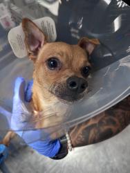 Found/Stray Male Dog last seen 3rd and cherry, Long Beach, CA 90802