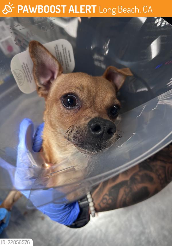 Found/Stray Male Dog last seen 3rd and cherry, Long Beach, CA 90802