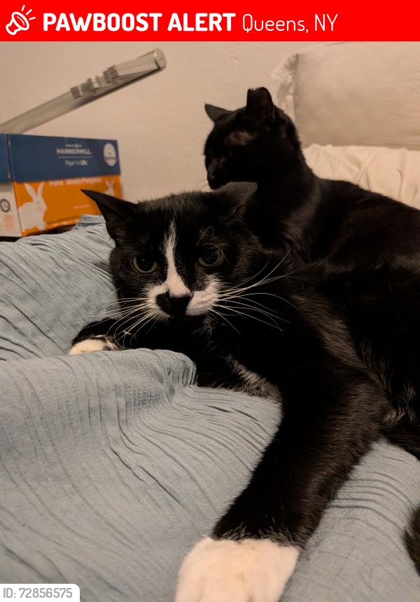 Lost Male Cat last seen Fontera park, Queens, NY 11378