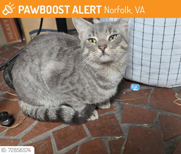 Found/Stray Female Cat last seen Arrowood st Dominion blvd, Norfolk, VA 23518